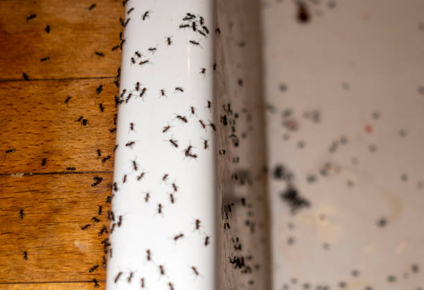 Best Exterminator Services  in Monroeville, OH
