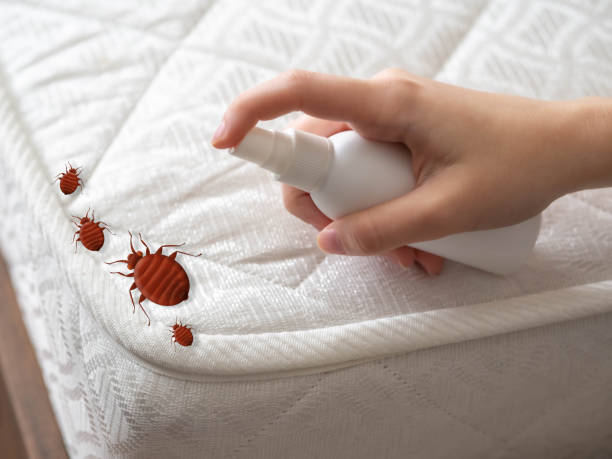 Best Termite Control Services  in Monroeville, OH