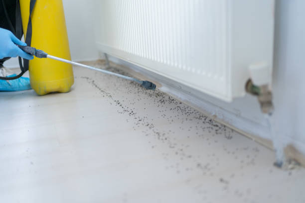 Best Wasp Removal Services  in Monroeville, OH